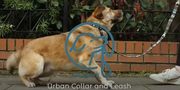 Urban Dog Leash - Lunar