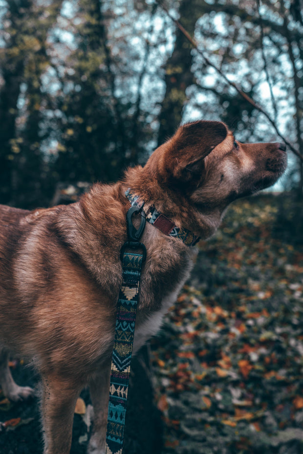 Urban Dog Leash - Azure