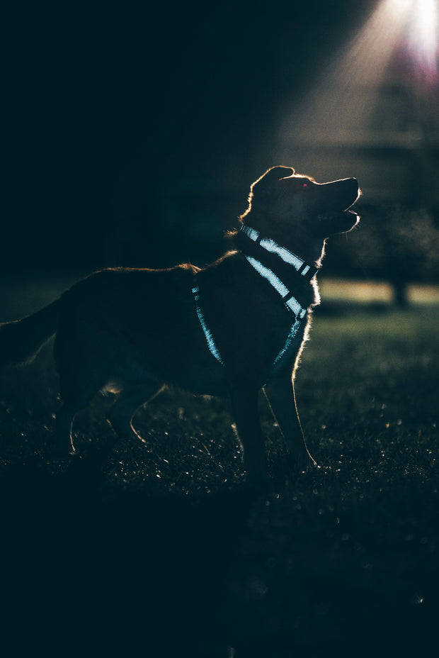 Illuminate Reflective Dog Harness