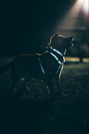 Illuminate Reflective Dog Lead