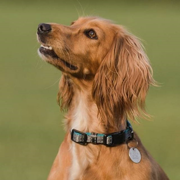 Adventure Neoprene Dog Collar