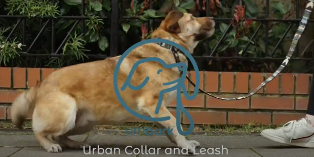 Urban Dog Leash - Azure